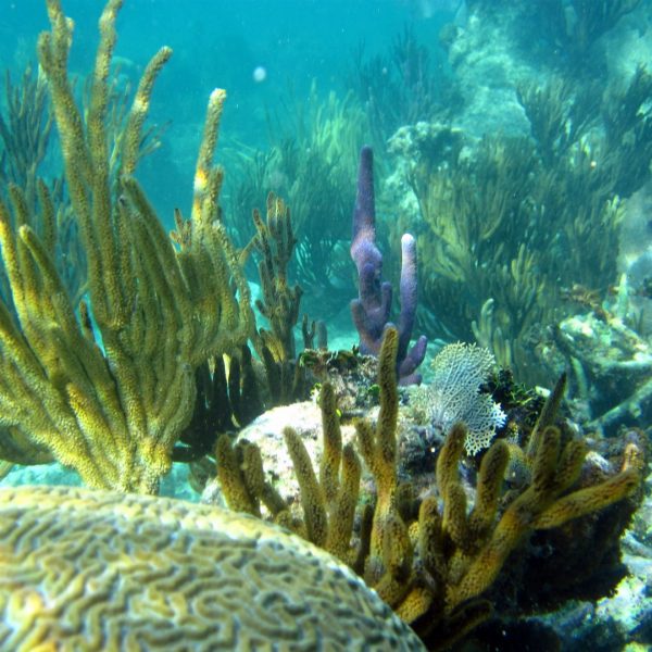 arrecife inha mexico